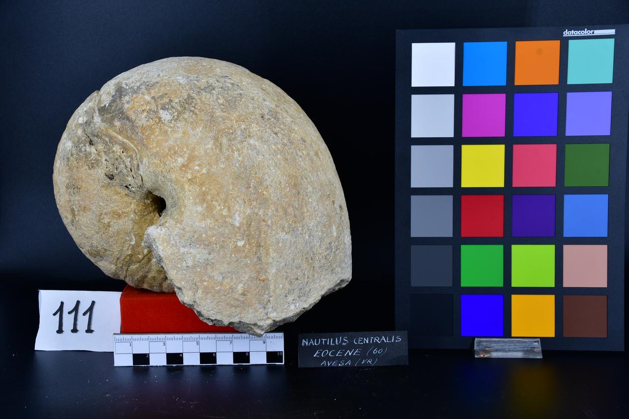 fossile (Nautilus centralis, esemplare)