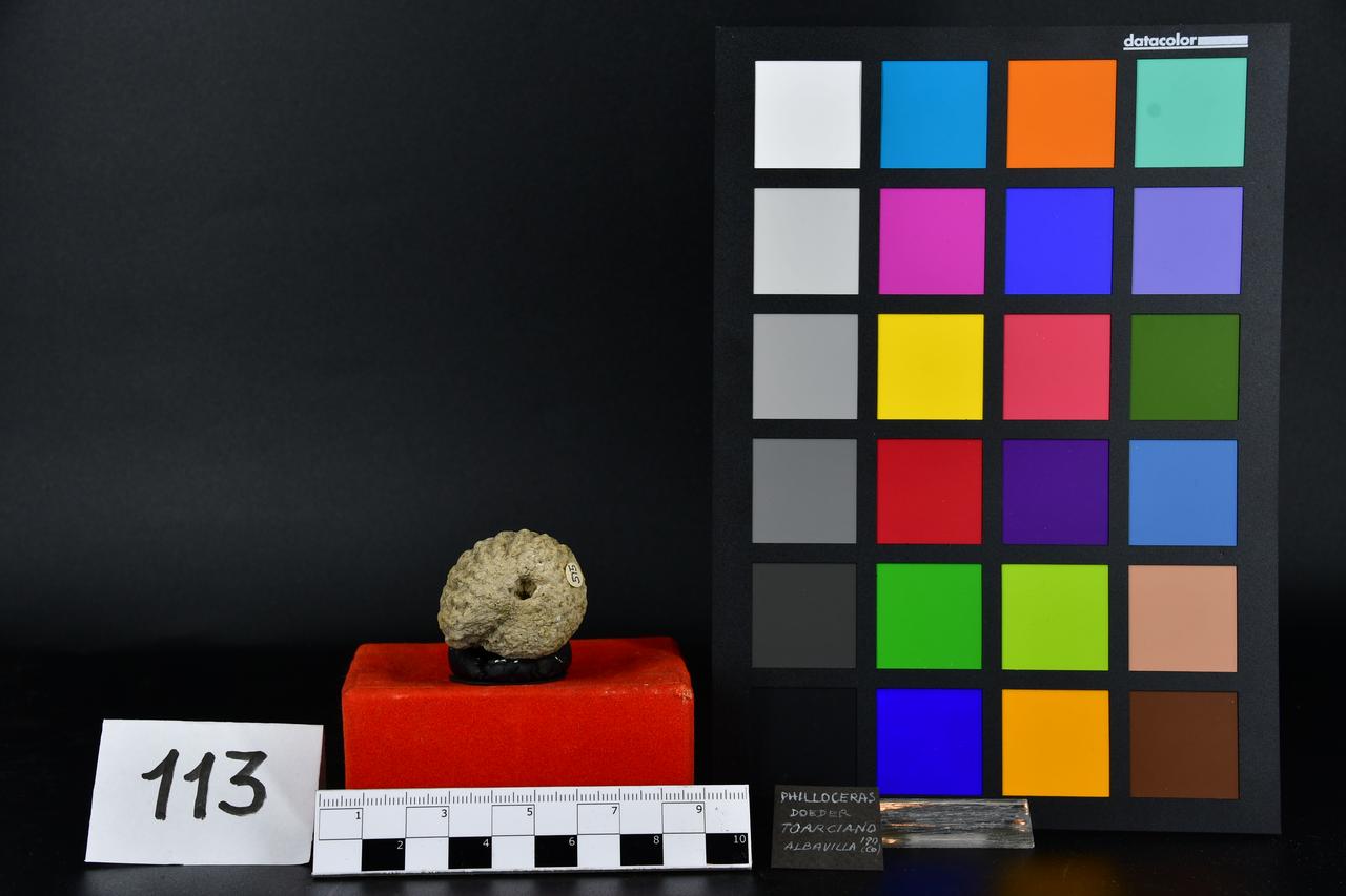 fossile (Phylloceras doeder, esemplare)