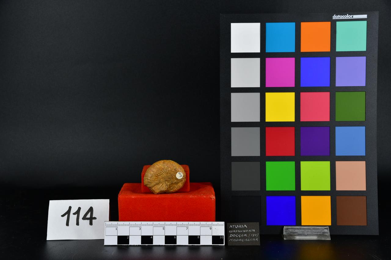 fossile (Aturia curvilineata, esemplare)