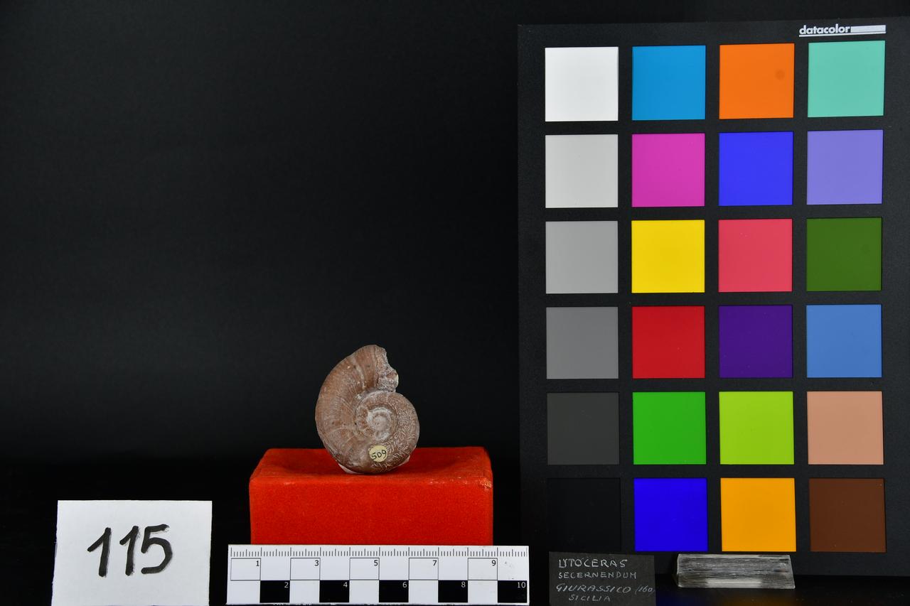 fossile (Lytoceras secernendum, esemplare)