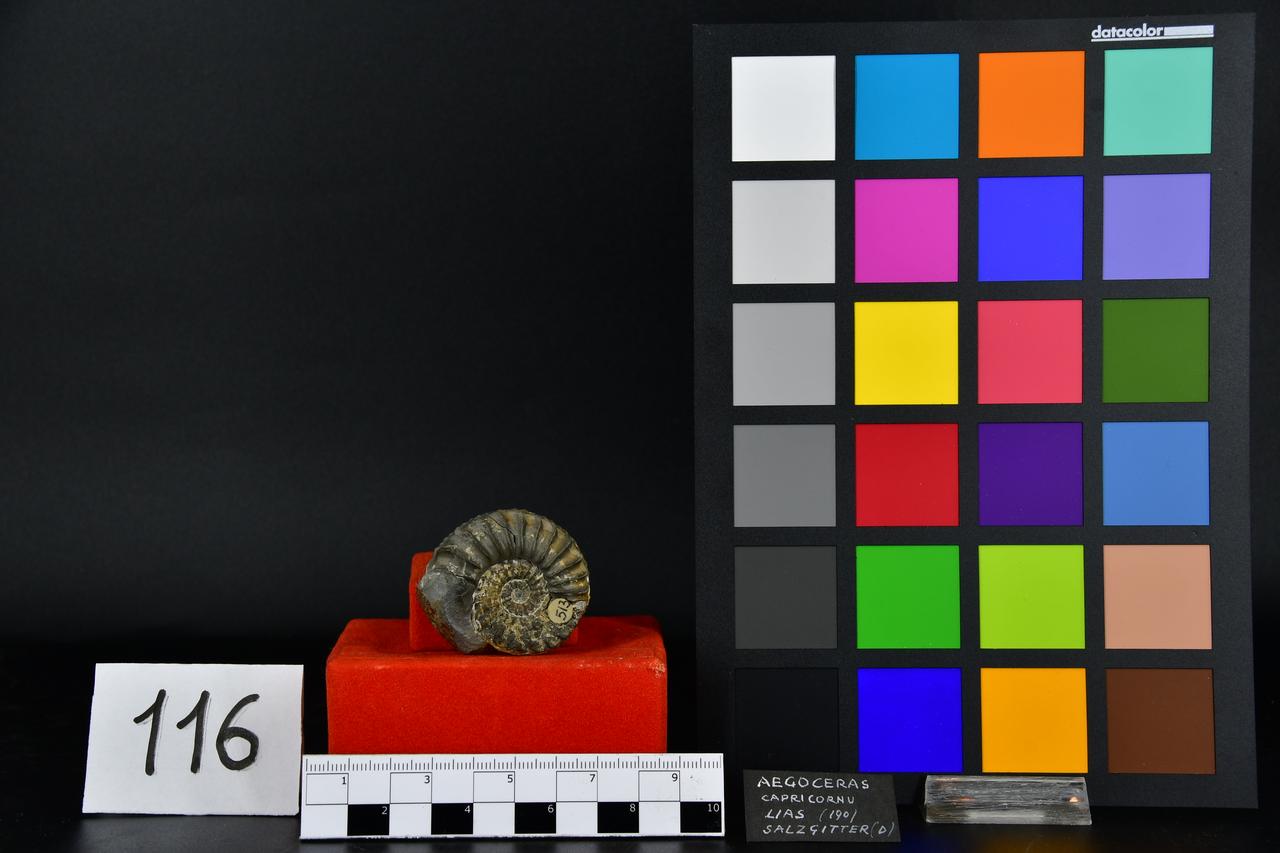 fossile (Aegoceras capricornus, esemplare)