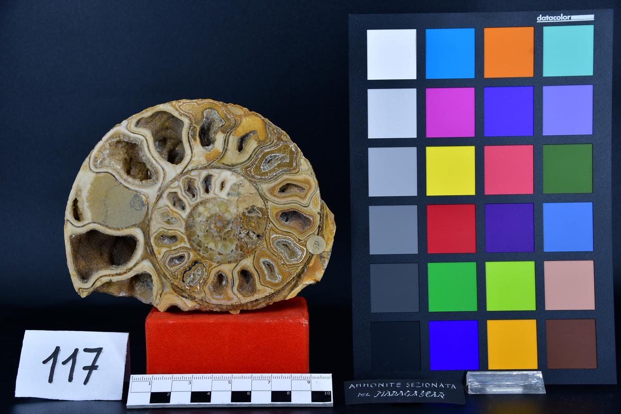 fossile (Ammonite sezionata, esemplare)