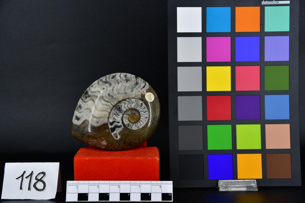 fossile (Ammonite lucidata, esemplare)