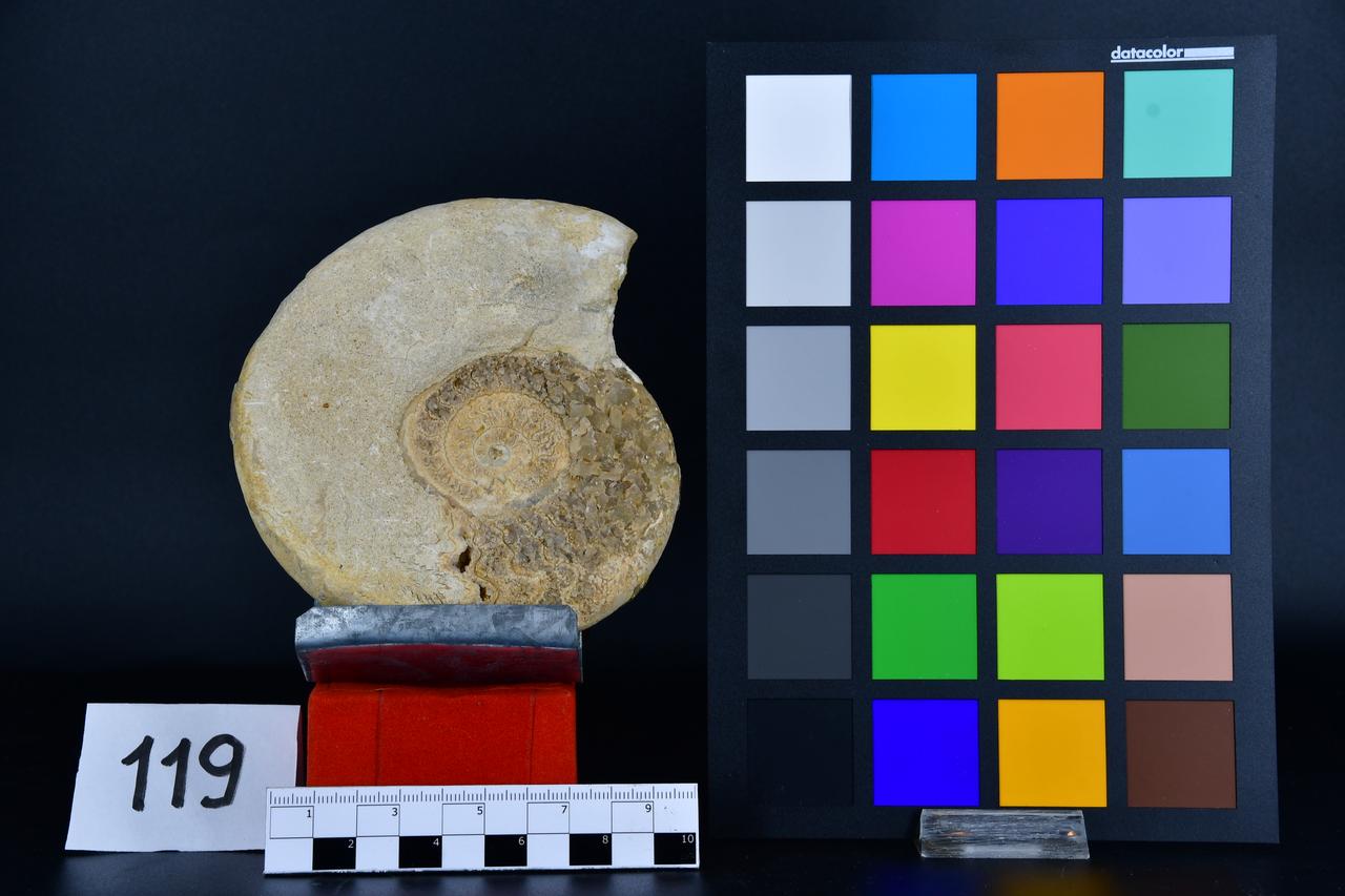 fossile (Ammonite indeterminata, esemplare)