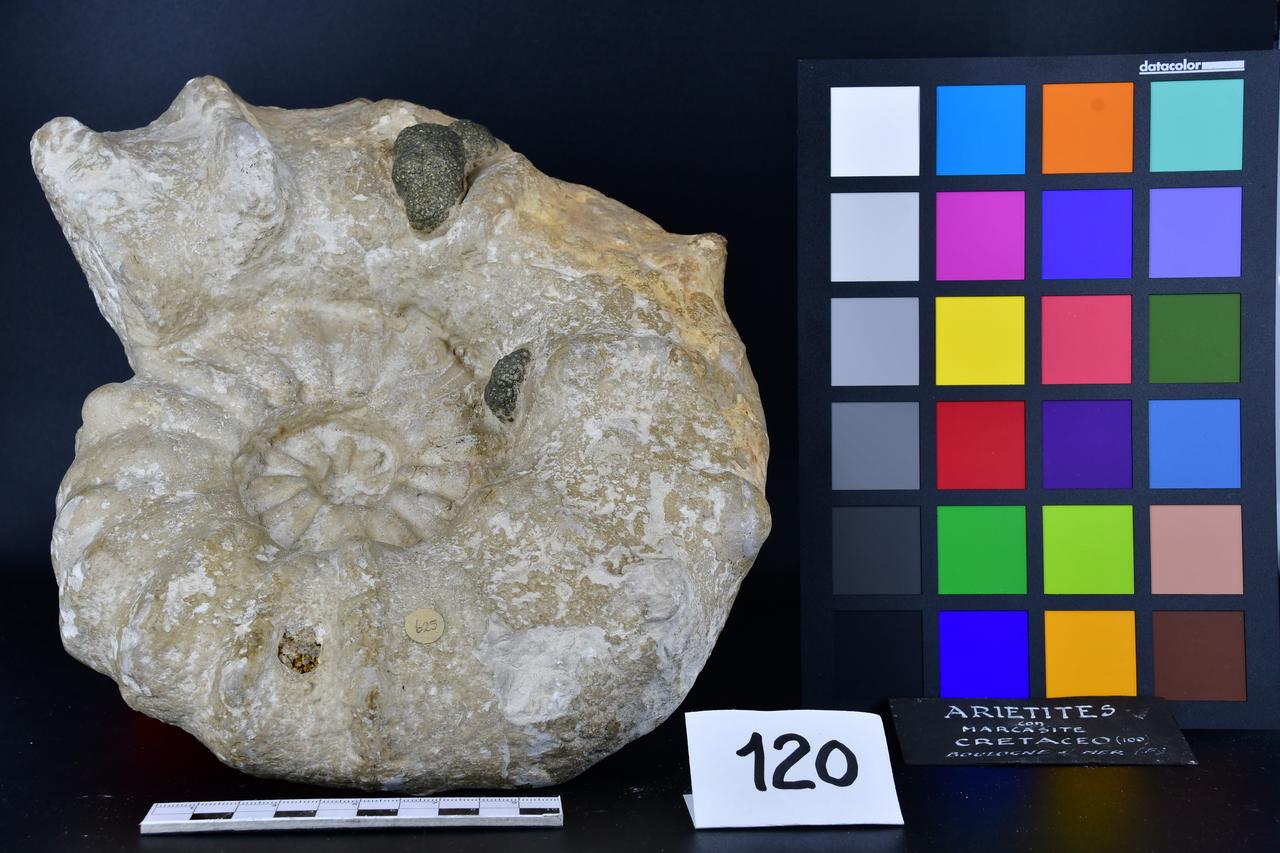 fossile (Arietites, esemplare)