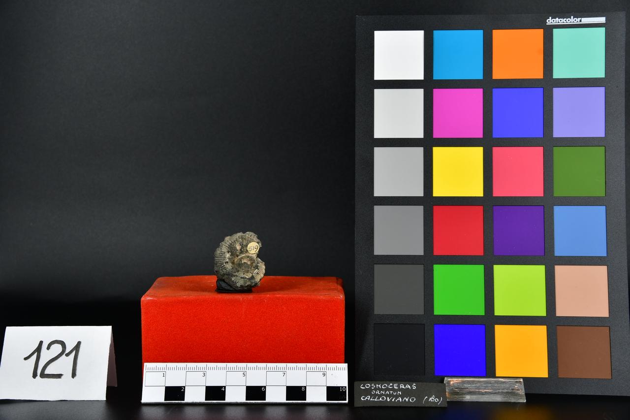 fossile (Cosmoceras ornatum, esemplare)