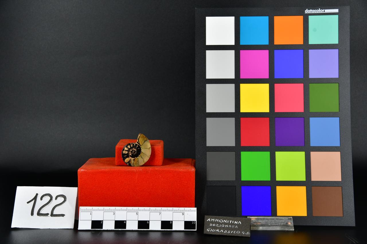 fossile (Ammonite sezionata, esemplare)