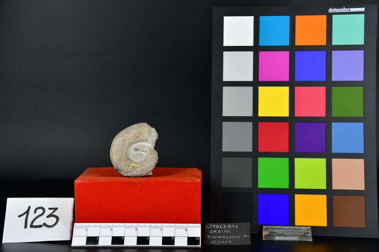 fossile (Lytoceras orsini, esemplare)