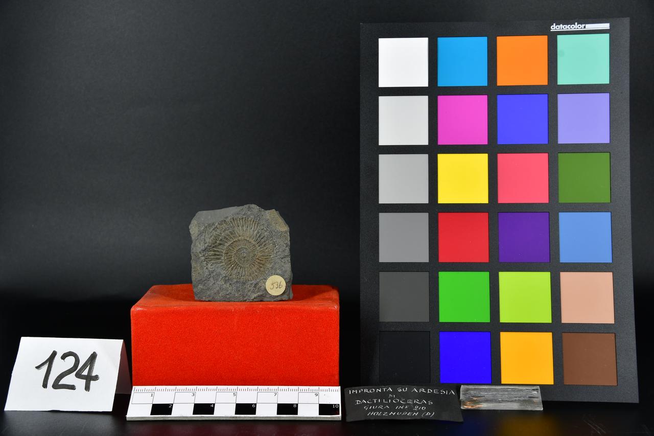 fossile (Dactylioceras, esemplare)