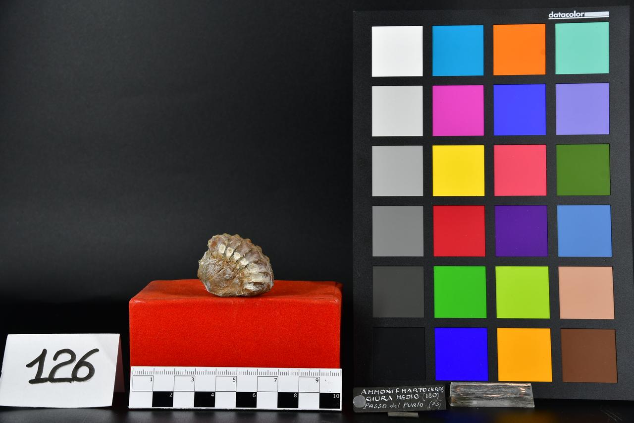 fossile (Harpoceras, esemplare)