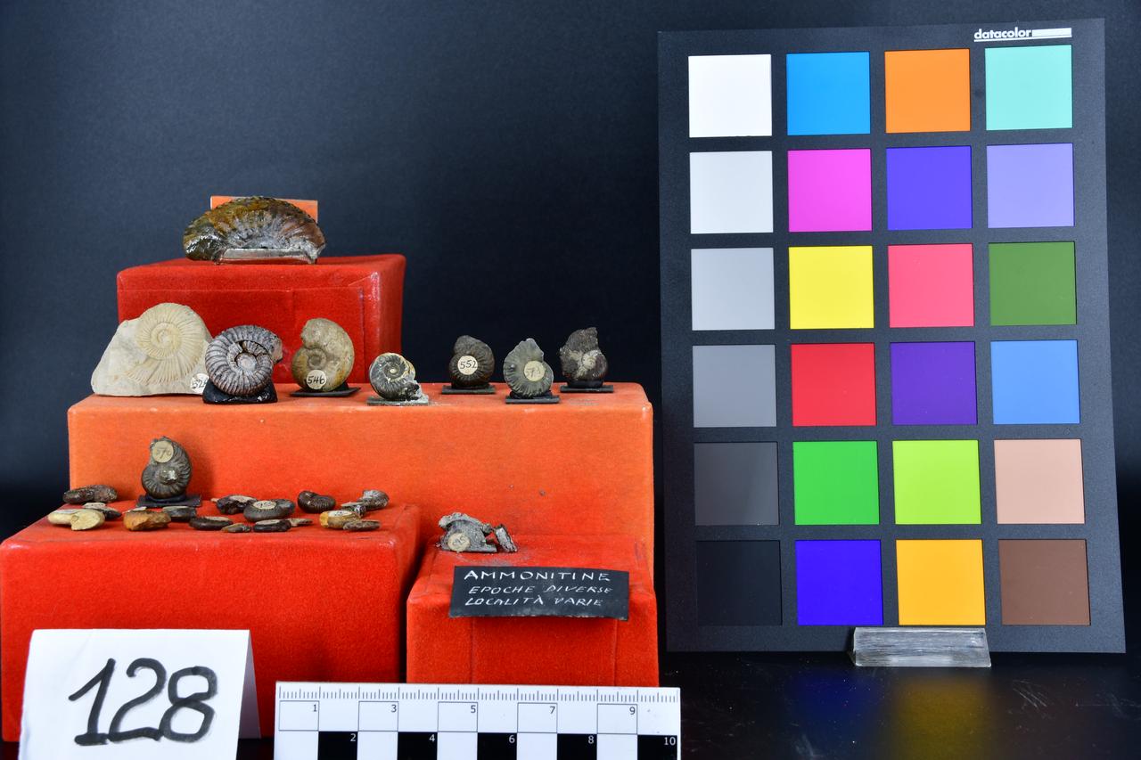 fossile (ammonitine indeterminate, insieme)