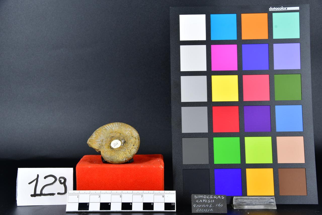 fossile (Simoceras cafisii, esemplare)