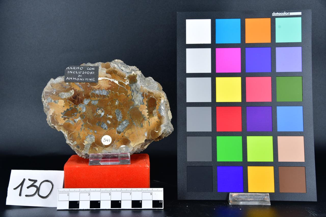 fossile (Lastra con ammonitine, associazione fossile)