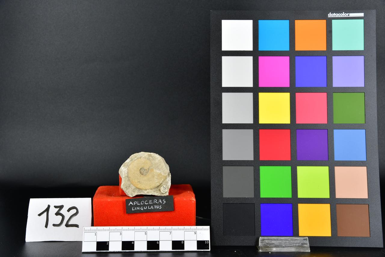 fossile (Aploceras lingulatus, esemplare)