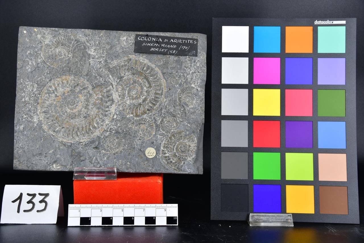 fossile (Lastra con Arietites, associazione fossile)