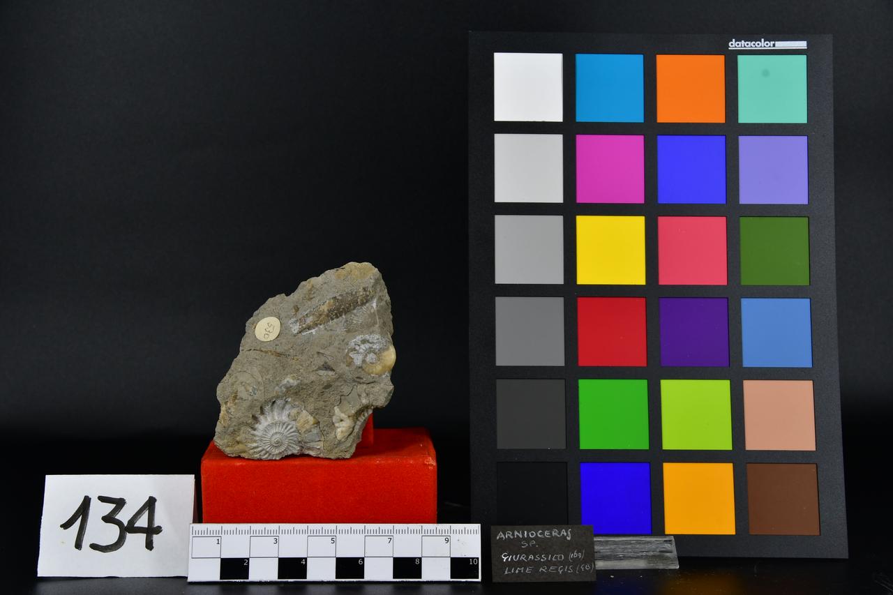 fossile (Blocco ad Arnioceras, associazione fossile)