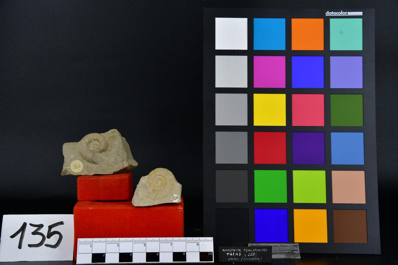 fossile (Perispinctes, serie)