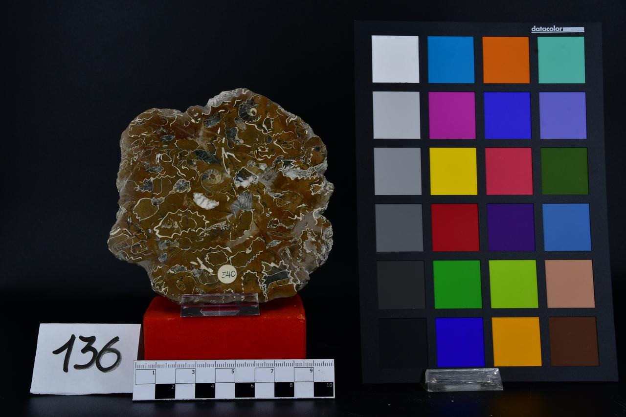 fossile (Ammonitine su lastra, associazione fossile)