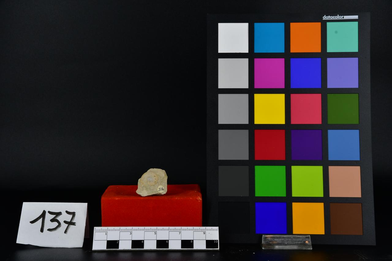 fossile (Ammonite indeterminata, esemplare)