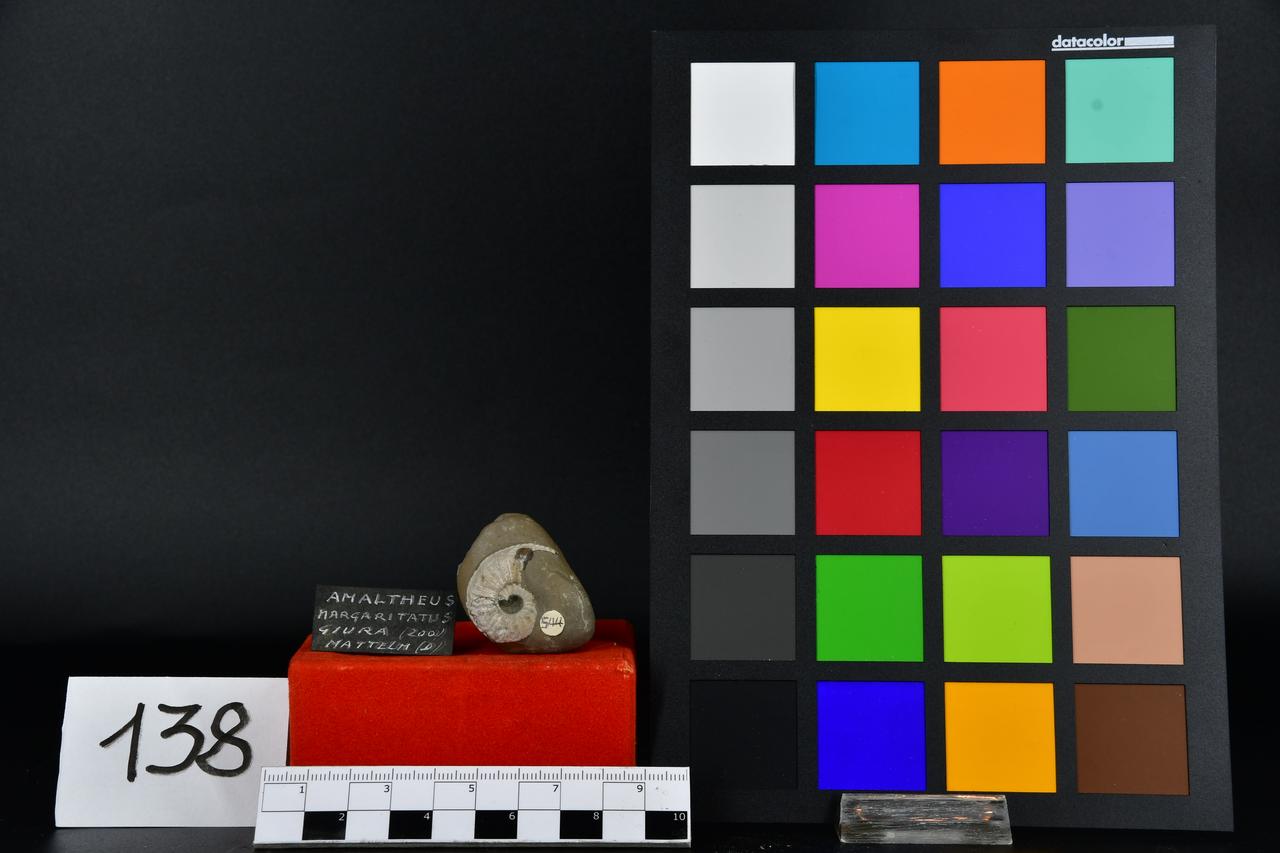 fossile (Amaltheus margaritatus, esemplare)