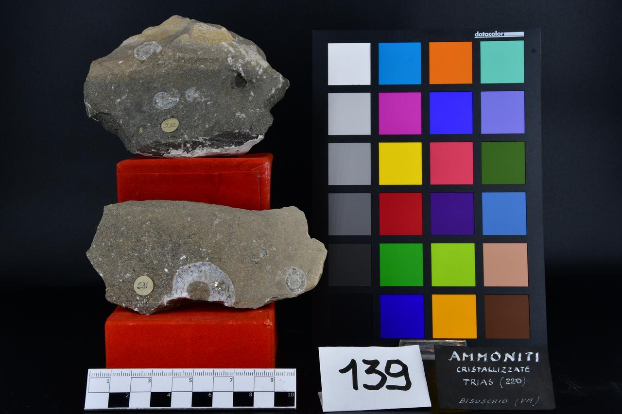 fossile (Ammoniti cristallizzate indeterminate, insieme)