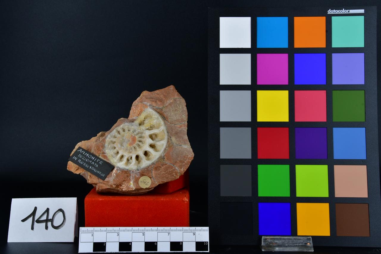 fossile (Ammonite sezionata in rosso veronese, esemplare)