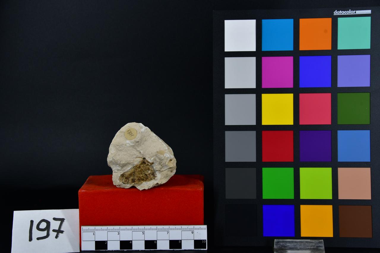 fossile (Fossile indeterminato, esemplare)