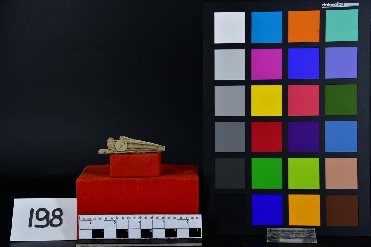 fossile (Fossile indeterminato, esemplare)