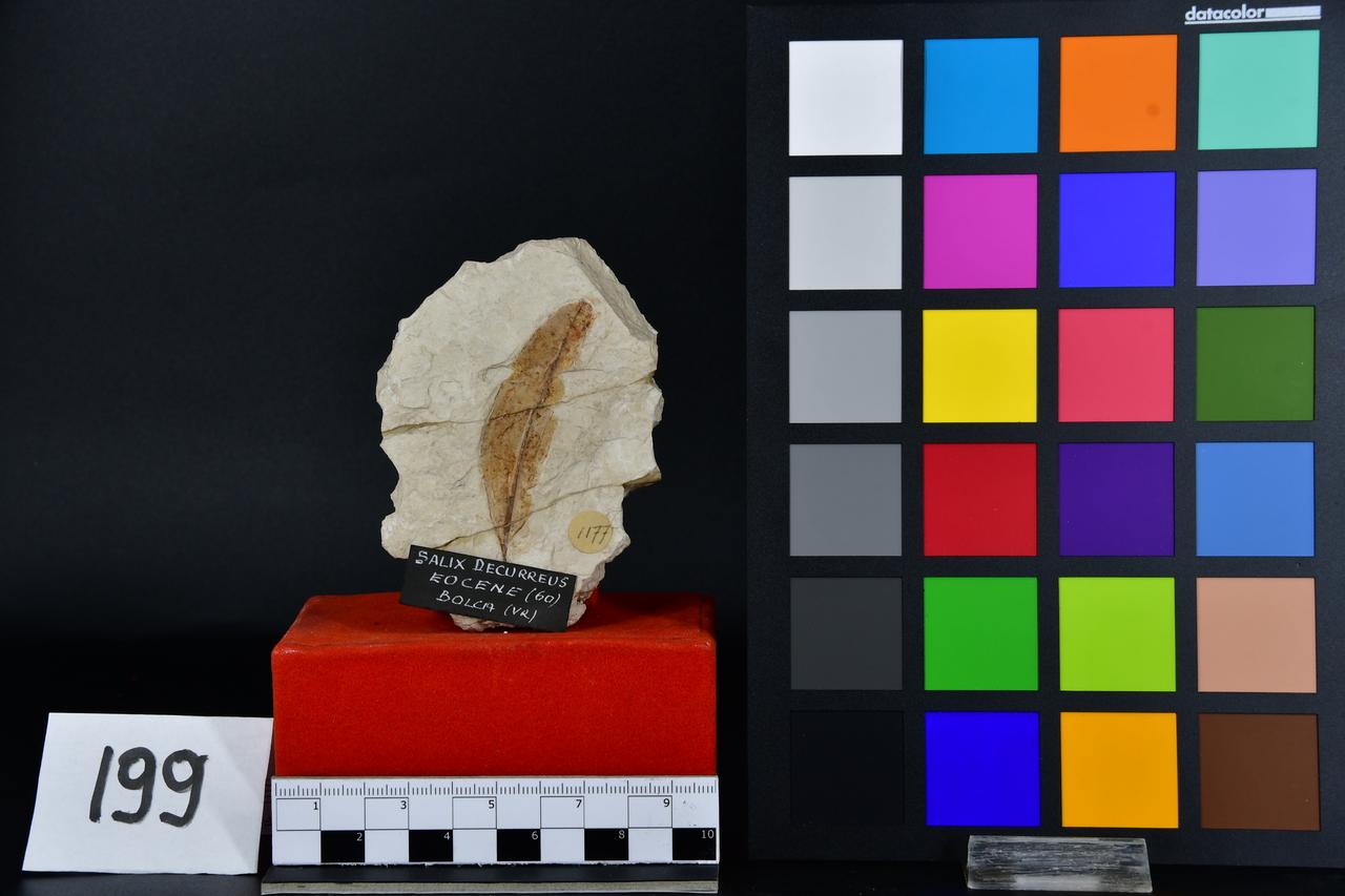 fossile (Fossile indeterminato, esemplare)