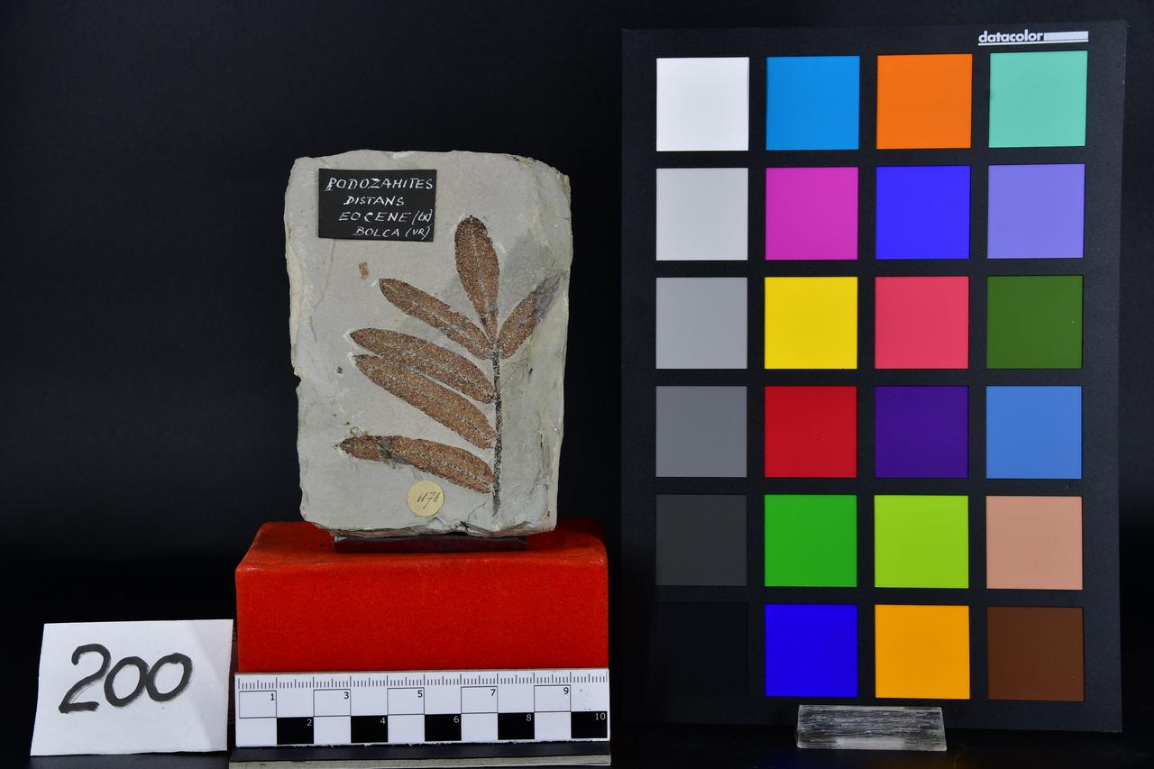 fossile (Podozamites distans, esemplare)