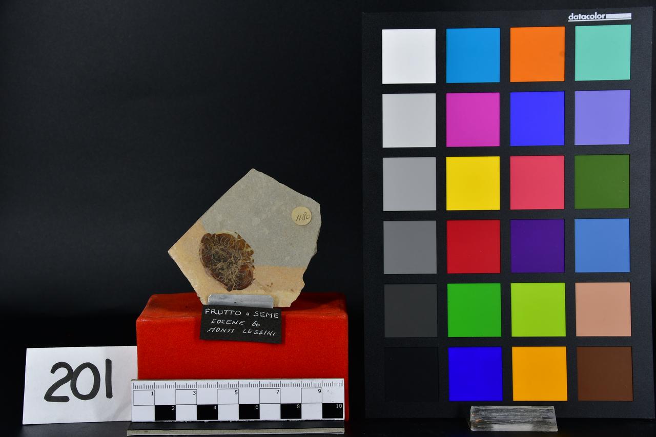 fossile (Fossile di frutto o seme, esemplare)