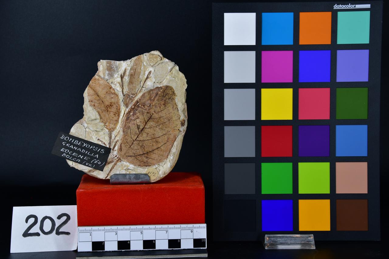 fossile (Dombeyopsis granadilla, esemplare)