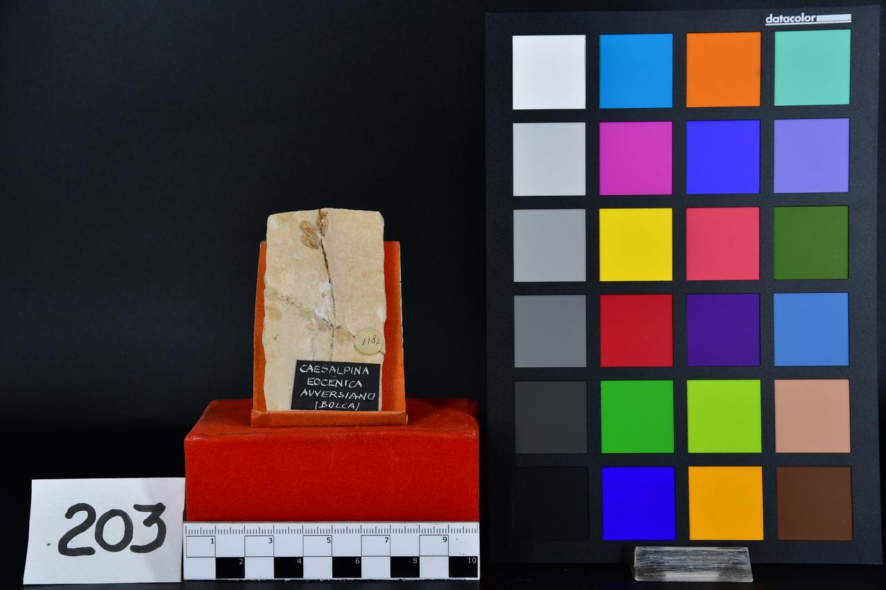 fossile (Caesalpina eocenica, esemplare)