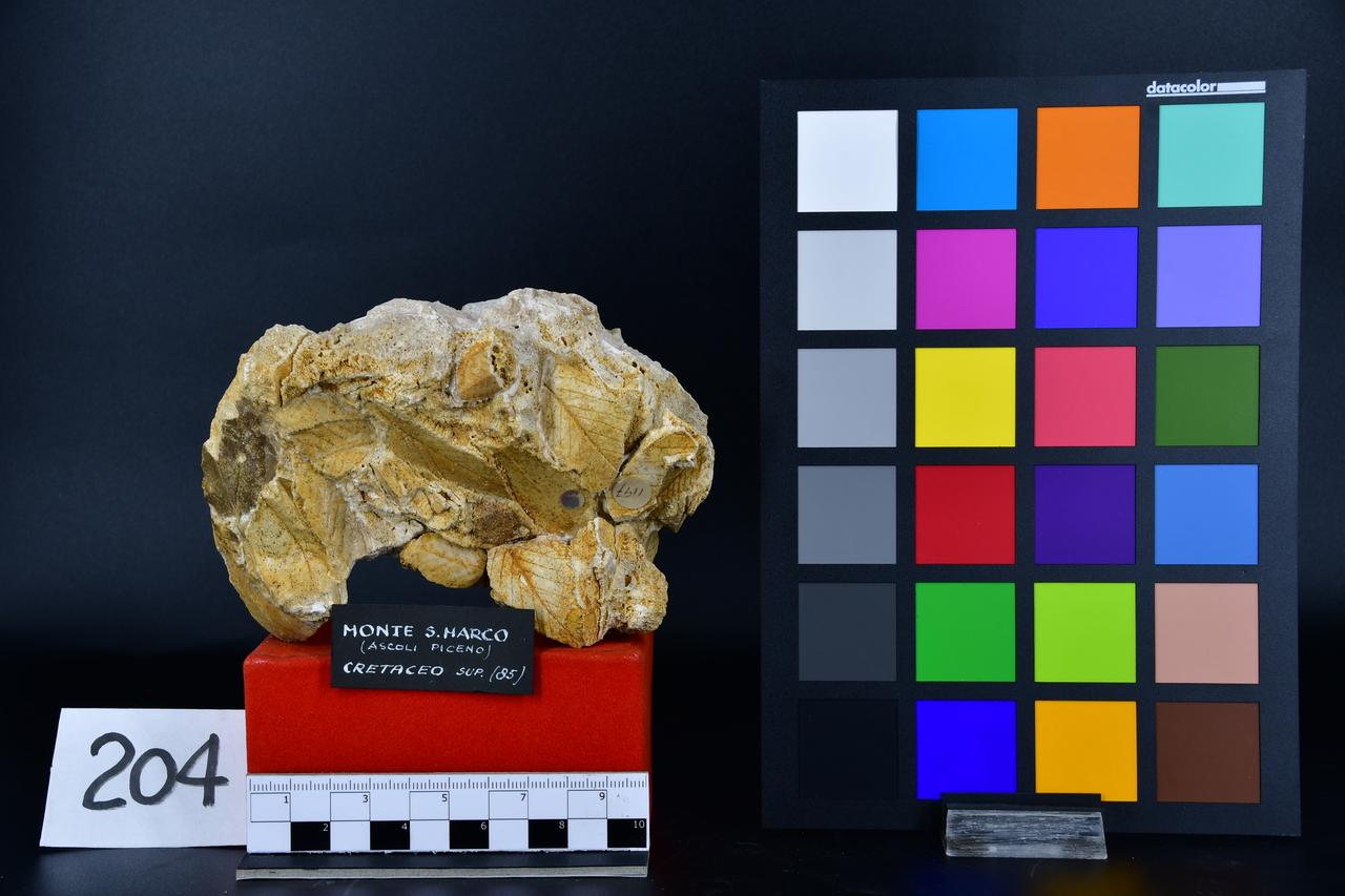 fossile (Blocco con foglie fossili indeterminate, associazione fossile)