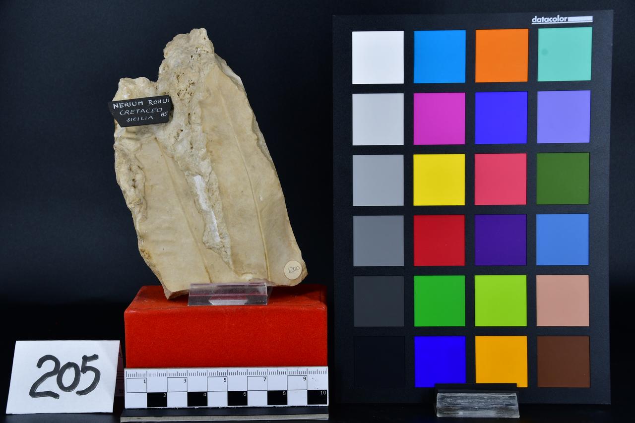 fossile (Nerium rohlii, esemplare)