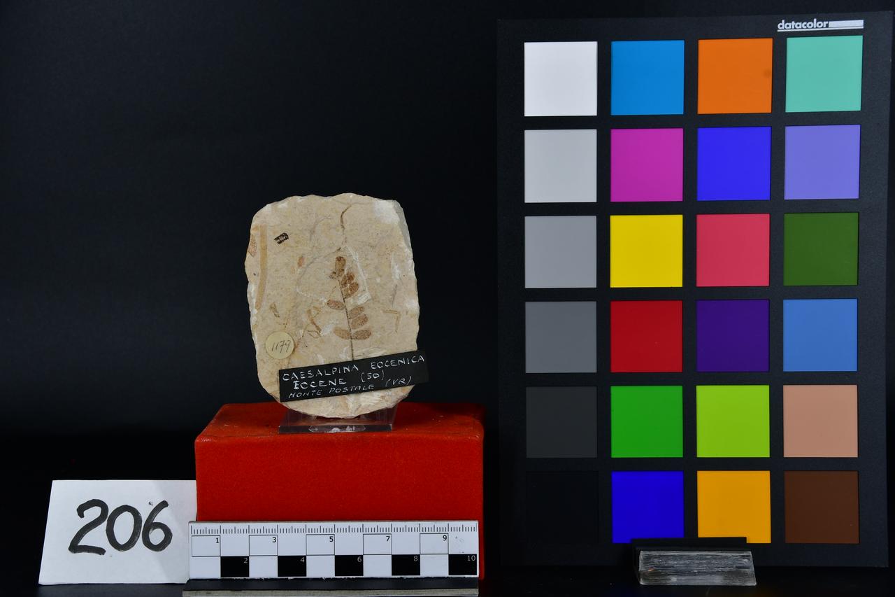 fossile (Caesalpina eocenica, esemplare)