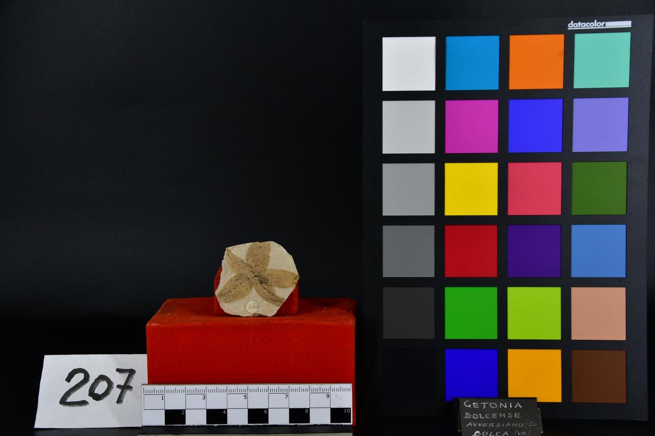 fossile (Getonia bolcense, esemplare)