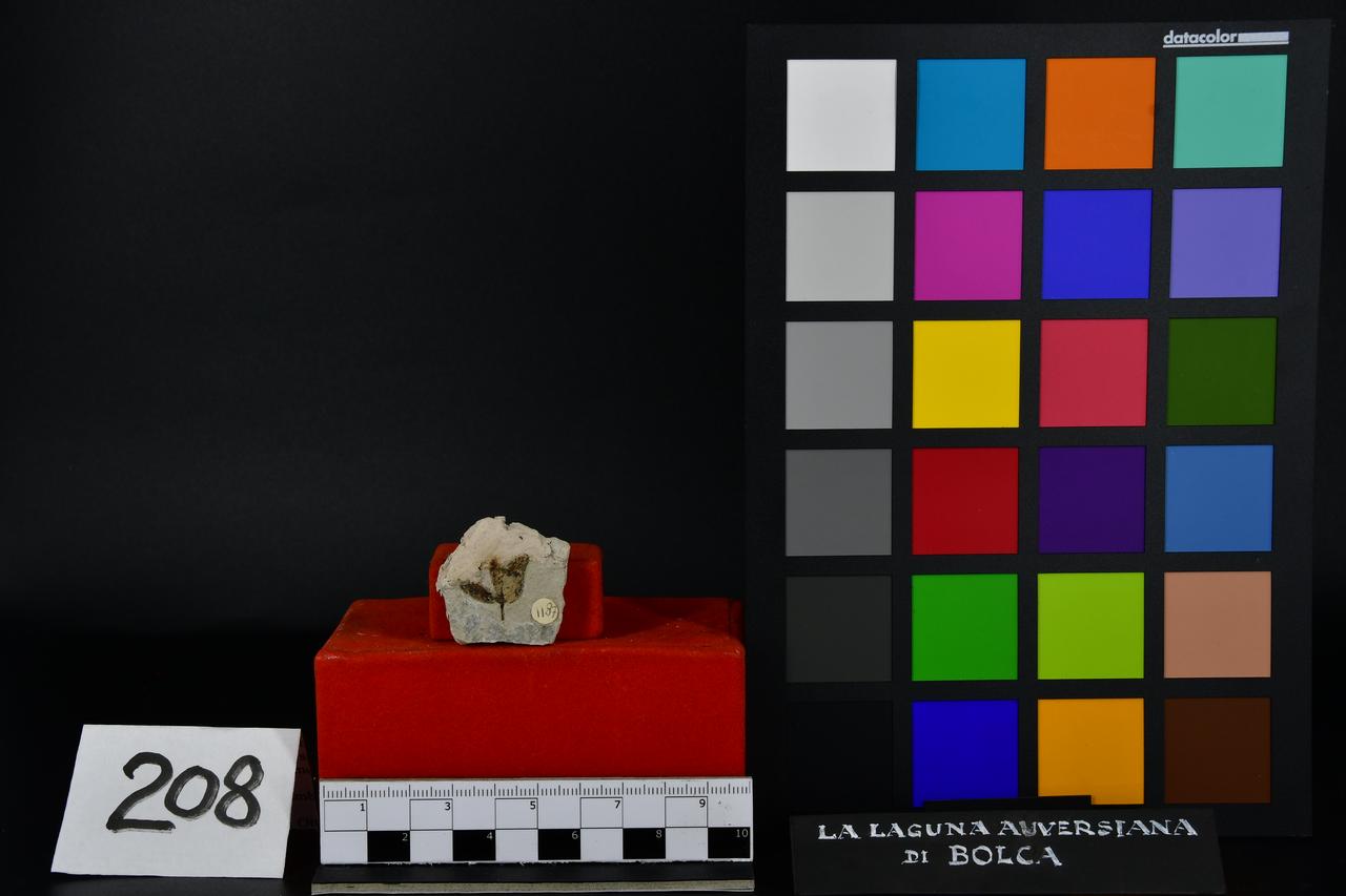 fossile (Fossile indeterminato, esemplare)