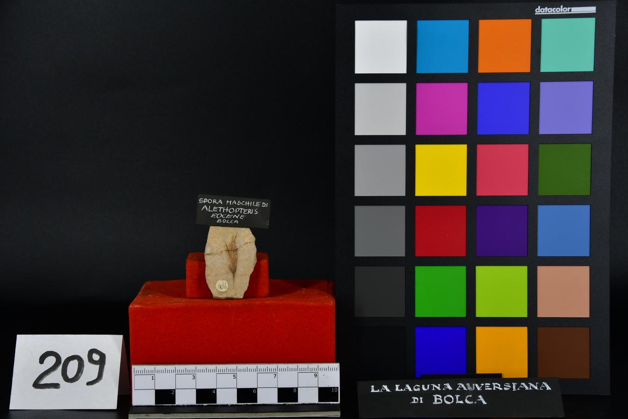 fossile (Alethopteris, esemplare)