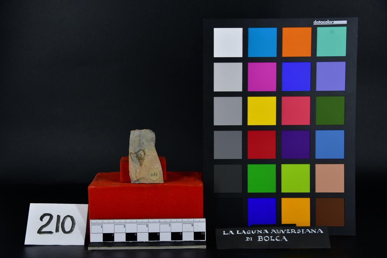 fossile (Fossile indeterminato, esemplare)