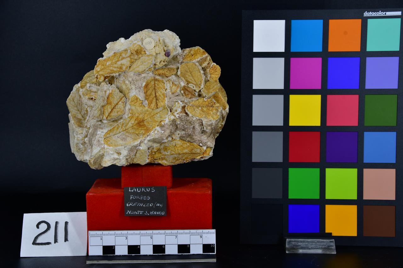 fossile (Laurus forbes, esemplare)