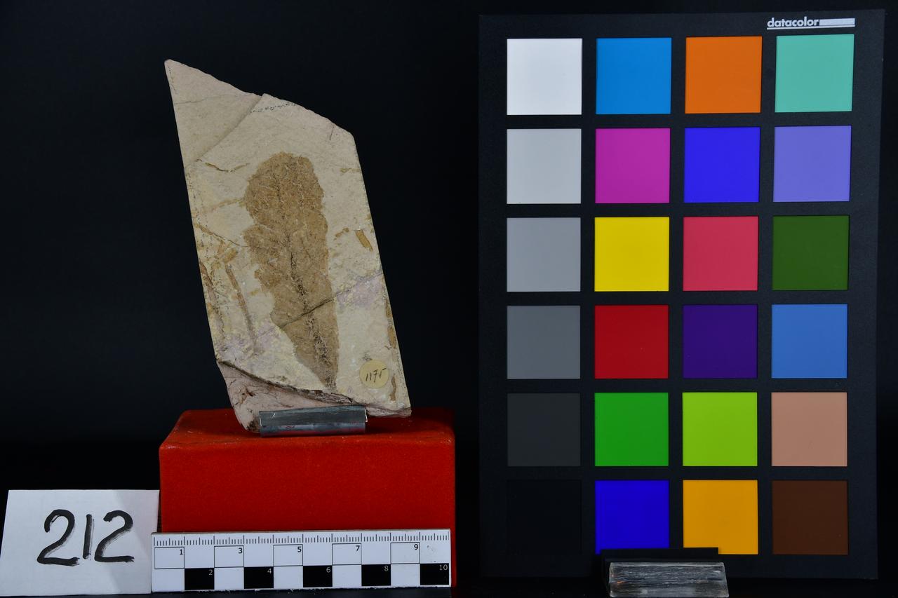 fossile (Fossile indeterminato, esemplare)