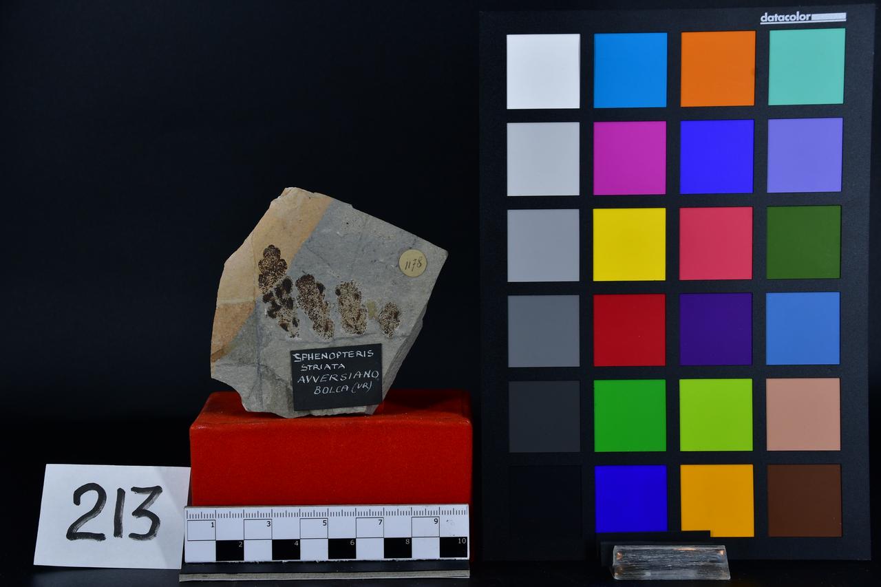 fossile (Sphenopteris striata, esemplare)