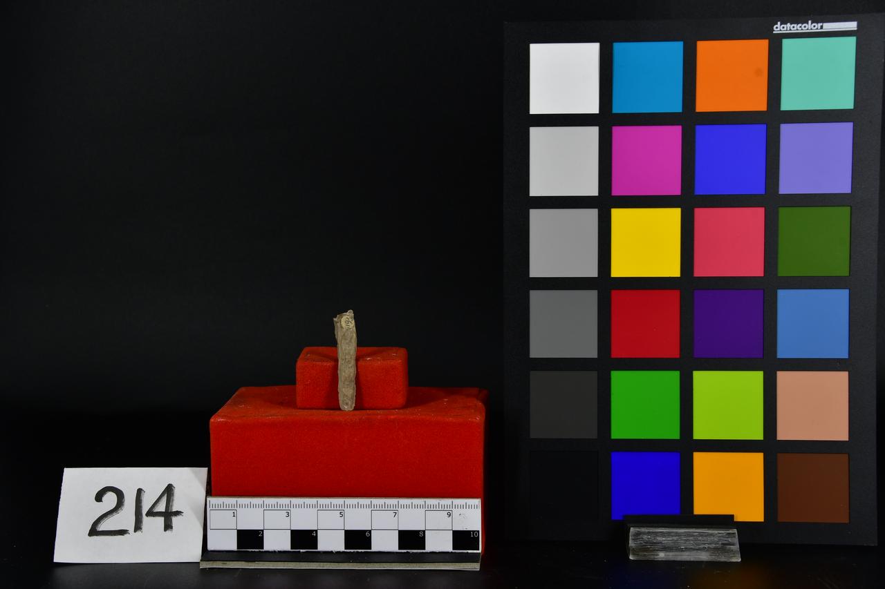 fossile (Fossile indeterminato, esemplare)