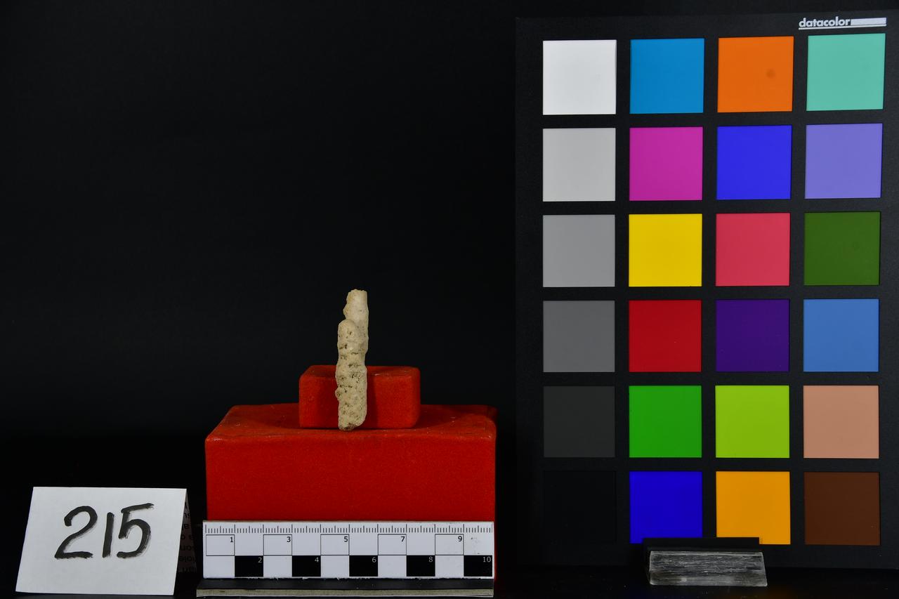 fossile (Fossile indeterminato, esemplare)