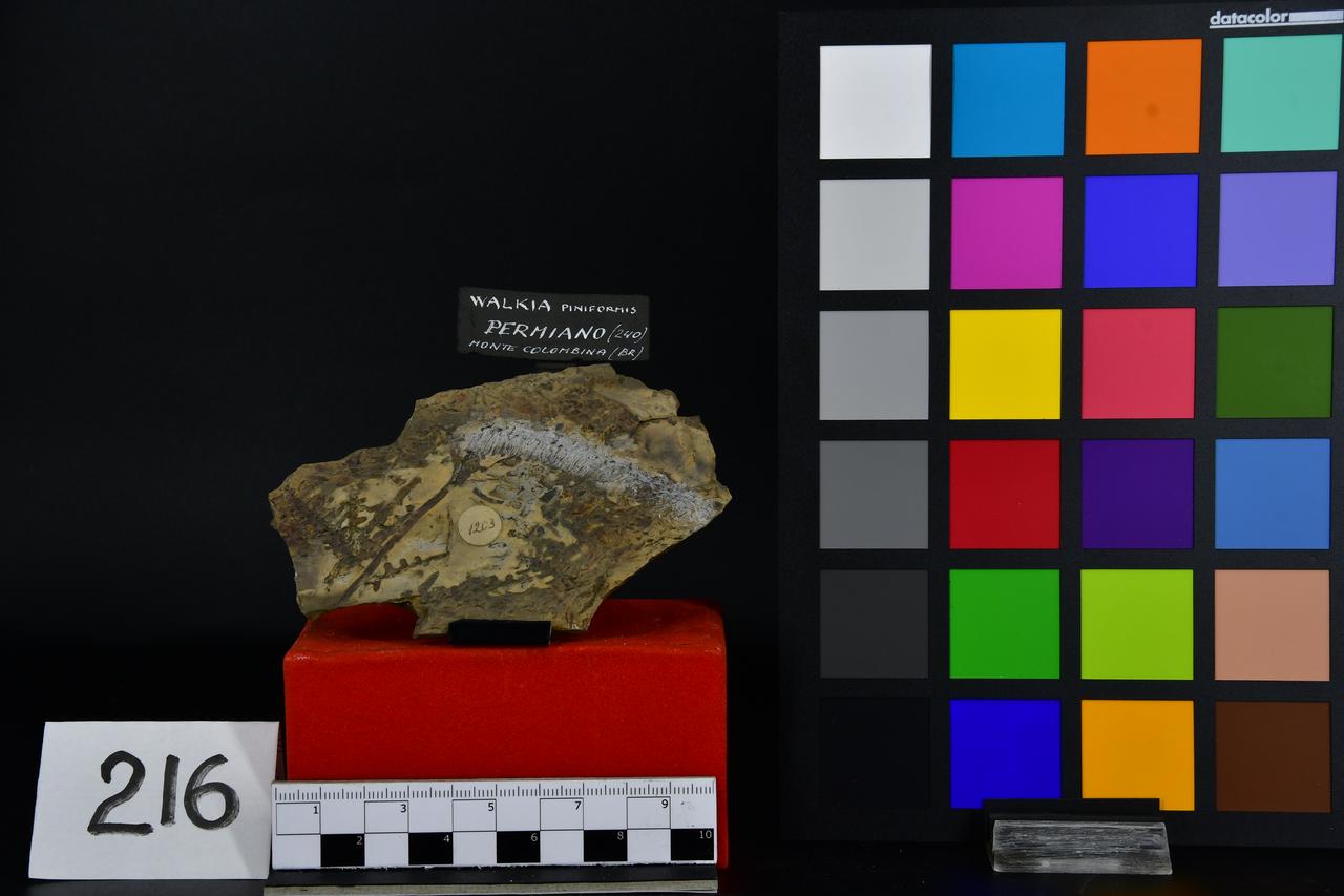 fossile (Walkia piniformis, esemplare)