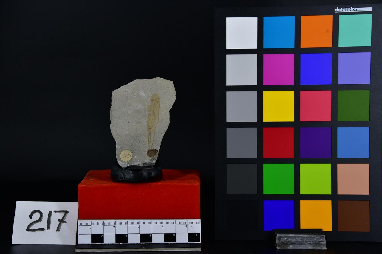 fossile (Fossile indeterminato, esemplare)