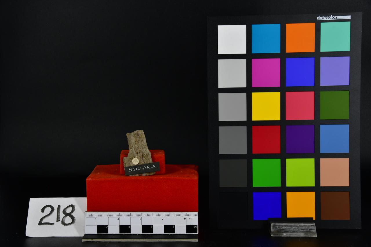 fossile (Sigillaria, esemplare)