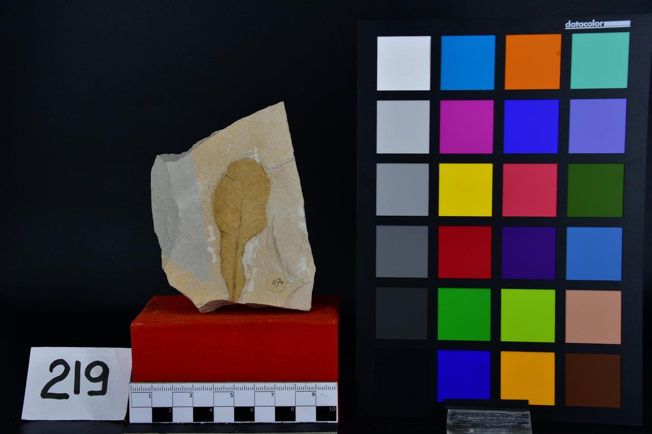 fossile (Fossile indeterminato, esemplare)