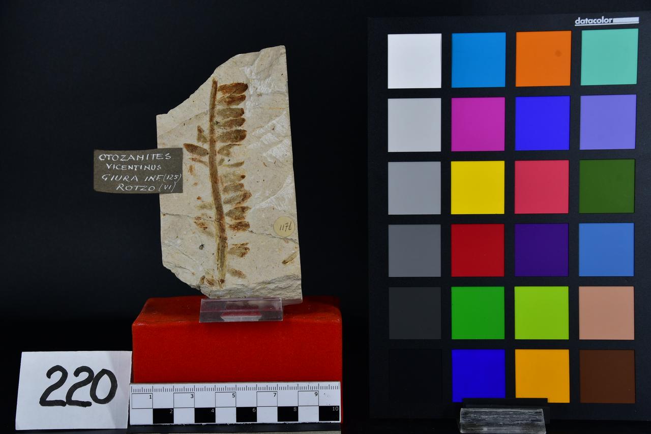 fossile (Otozamites vicetinus, esemplare)